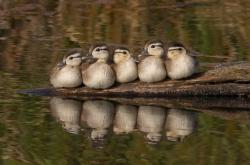 英雄联盟总决赛-最后48秒战术全解析，哈登如何用历史级的控场艺术导演步行者逆袭