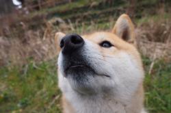 LOL决赛-钢铁洪流与精密仪器，赖斯如何用压制哲学终结德甲狂飙