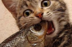 英雄联盟总决赛时间-多特蒙德末节奇迹，布鲁诺关键先生一锤定音，塞维利亚饮恨终场哨