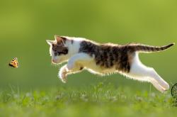 英雄联盟总决赛门票-时间裂缝中的对决，当红魔曼联遭遇特兰加雄狮，奥斯梅恩的跨维度压制