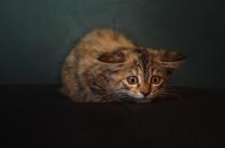 英雄联盟总决赛时间-寒冰射手到关键先生，奥运钢索上的自我救赎之夜