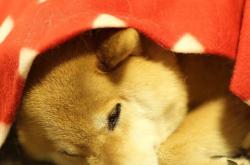 英雄联盟总决赛时间-利刃出鞘时，当鹈鹕的洪流遇见克莱的寒光