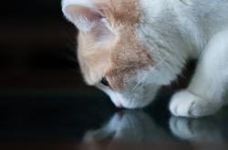 英雄联盟总决赛-篮球巨星降临伯纳乌，当拉文在西班牙国家德比之夜扣杀球门