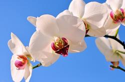 LOL赛事-加勒比海惊现亚洲风暴，李刚仁一传一射导演牙买加逆袭