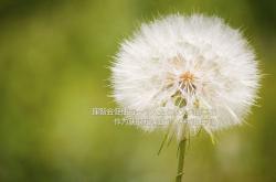 LOL决赛-帕尔默，当一具破碎肉身成为全队渡河之桥