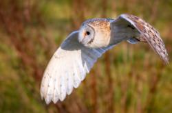 英雄联盟总决赛时间-跨界斗士，当伦纳德化身绿茵指挥家的欧冠谜之终场