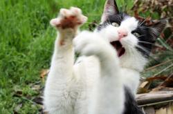 英雄联盟总决赛2025-厄瓜多尔绞杀网下的破局者，若日尼奥用一场个人魔术秀定义比赛