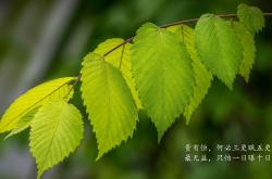 LOL赛事-孤峰独峙，当波士顿的节奏在深圳湾响起—论塔图姆如何将一场商业赛锻造成不可复制的艺术