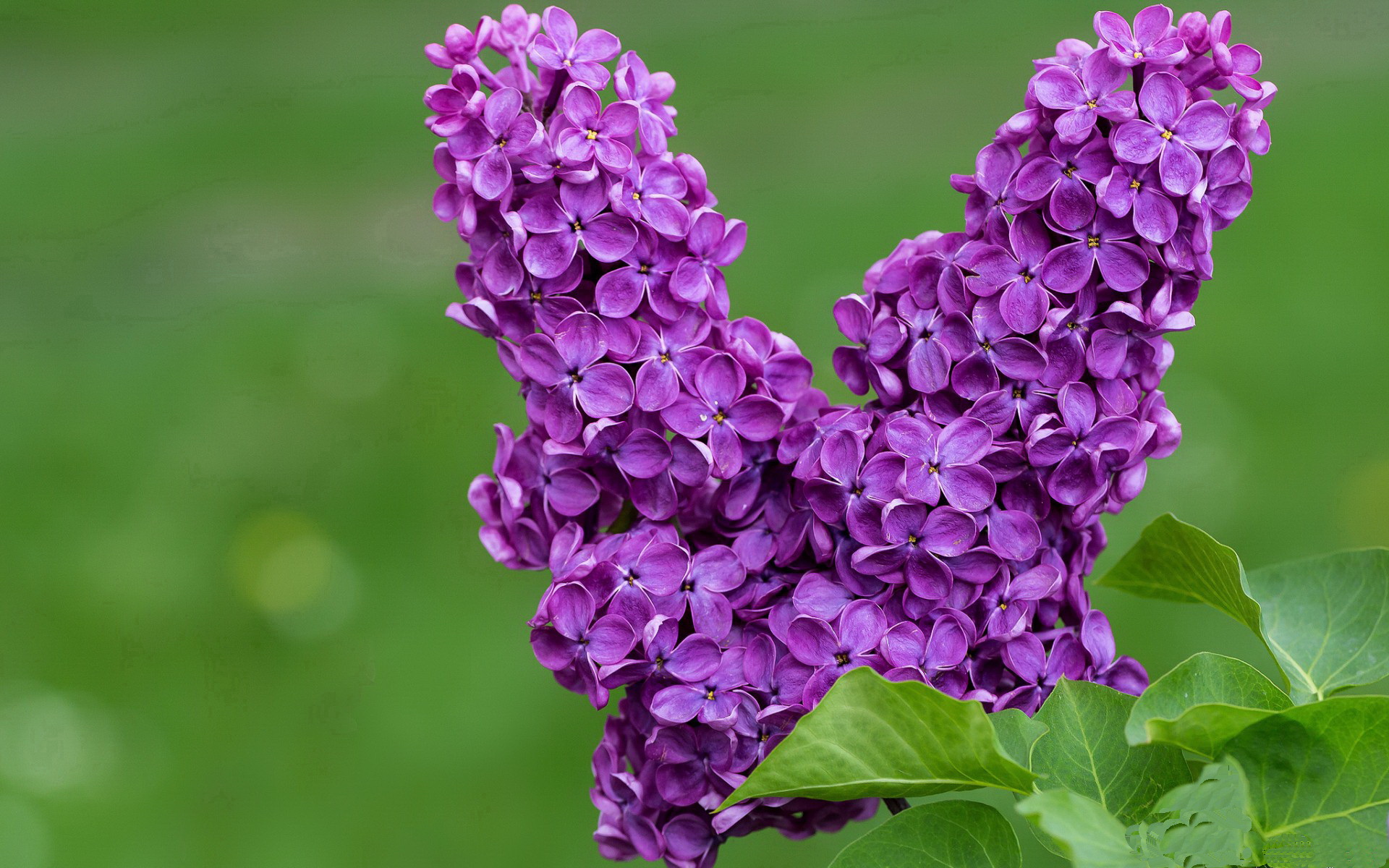 暗夜骑士与绿衫军宿命，贝恩一记封喉，勇士终结神话
