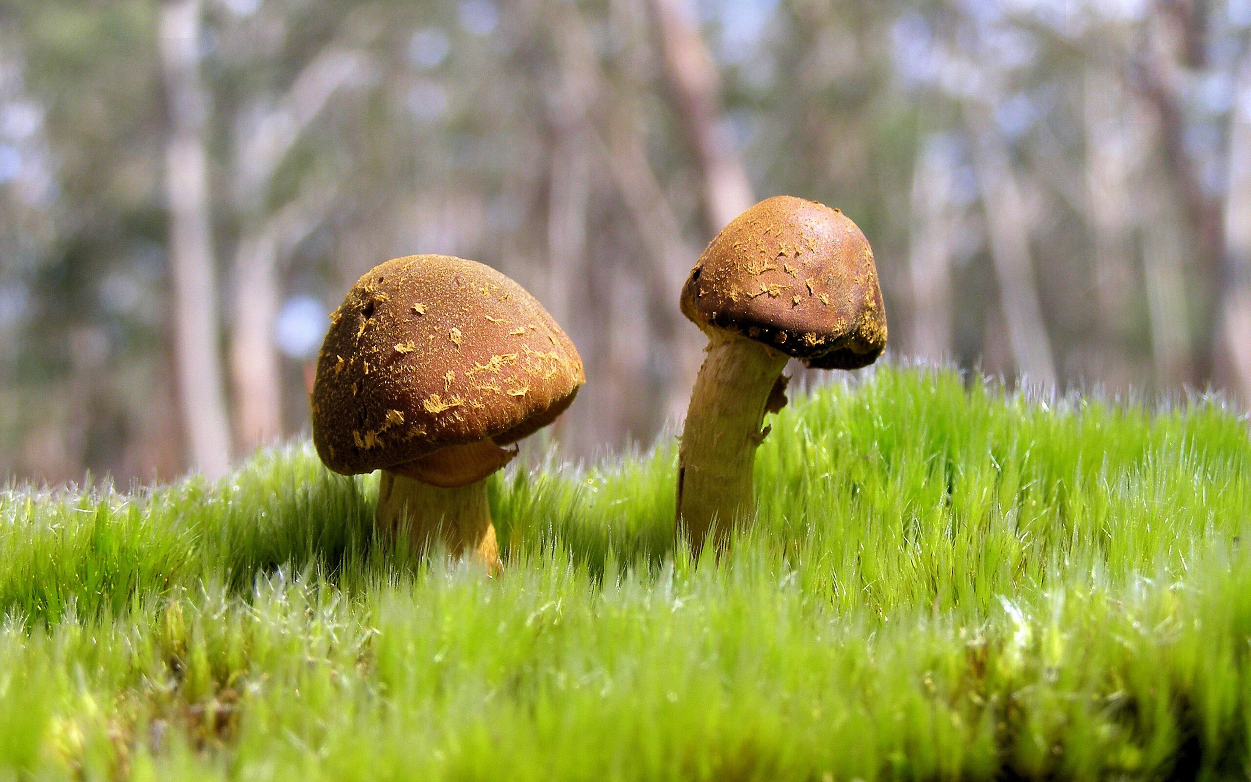 楚阿梅尼单骑救主，阿尔及利亚展露獠牙力克秘鲁