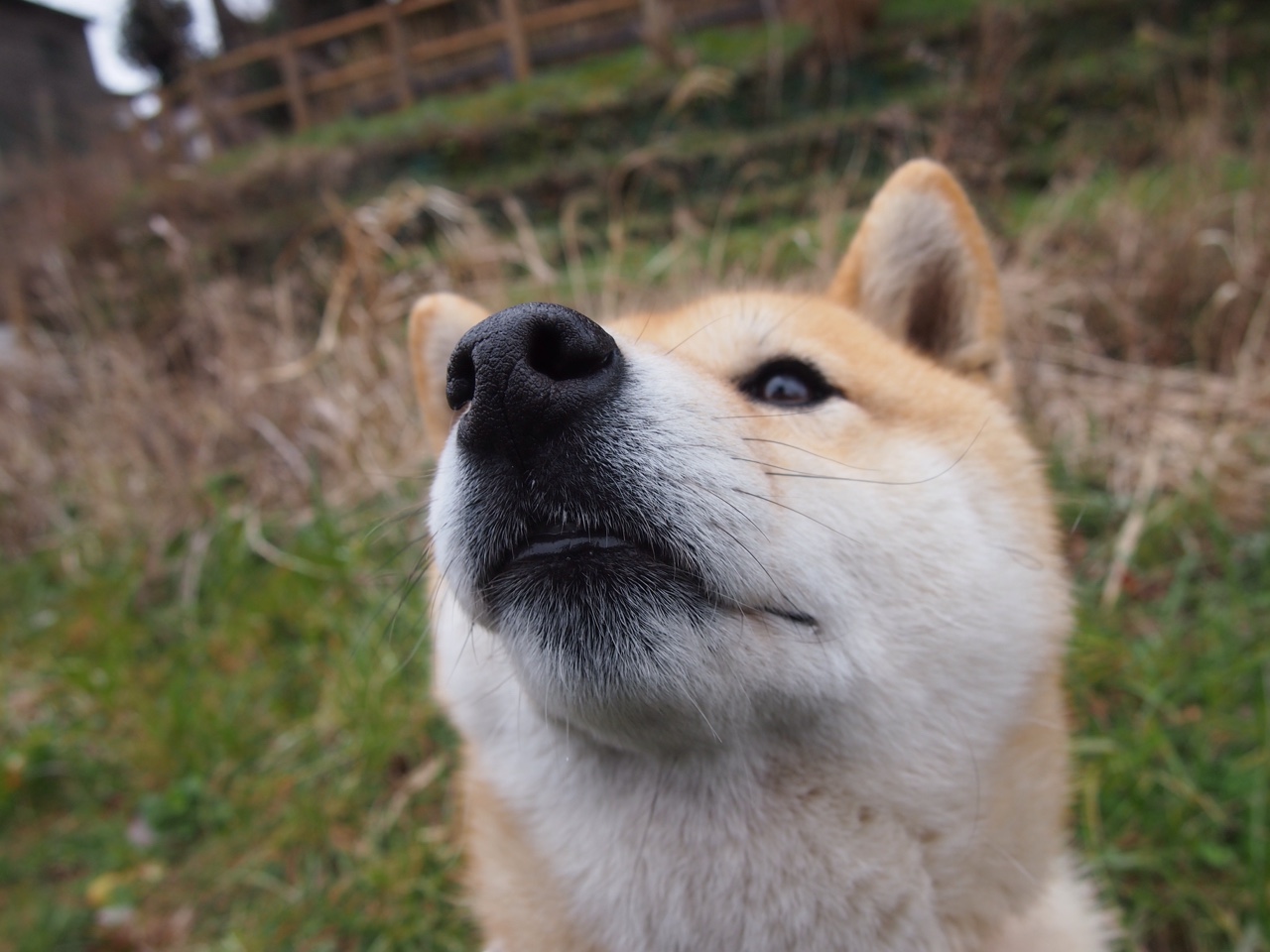 赛道终章,当勇士越过活塞,浓眉于弯道接管比赛