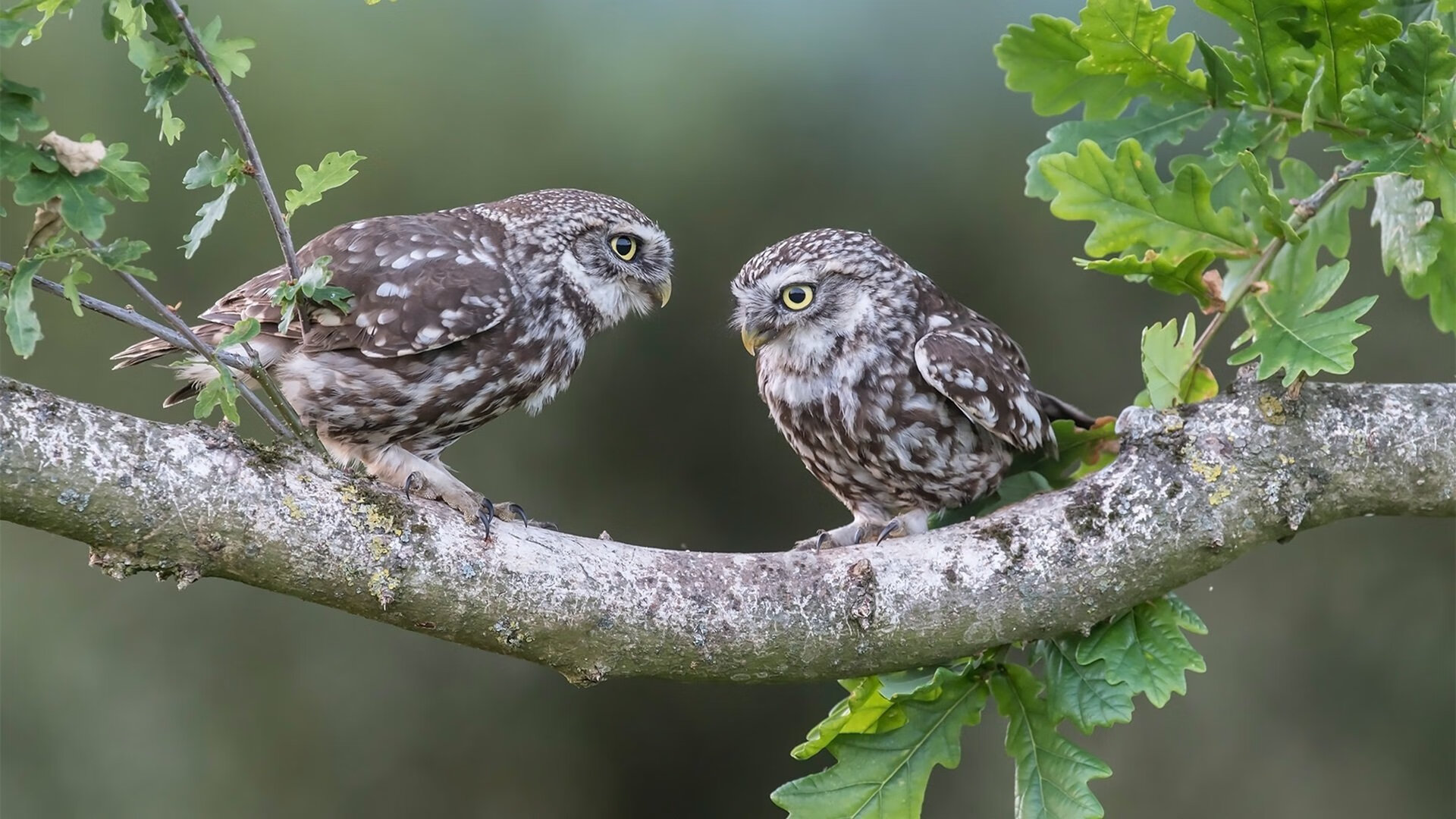 黄潜艇击沉高原巨人，维尼修斯如何引爆一场跨越次元的足球战争？