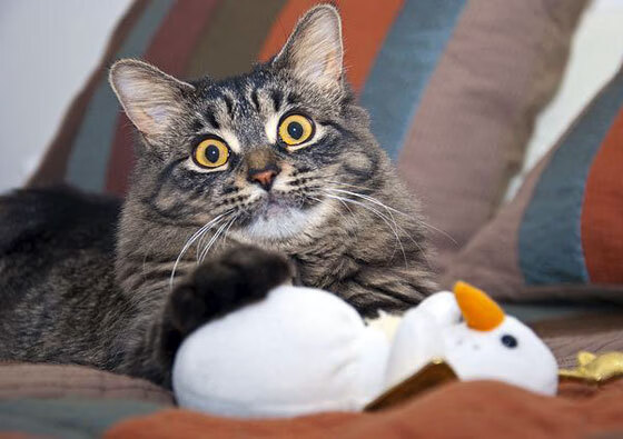 草根逆袭！范弗利特末节狂飙接管比赛，山西队史诗级加时掀翻凯尔特人