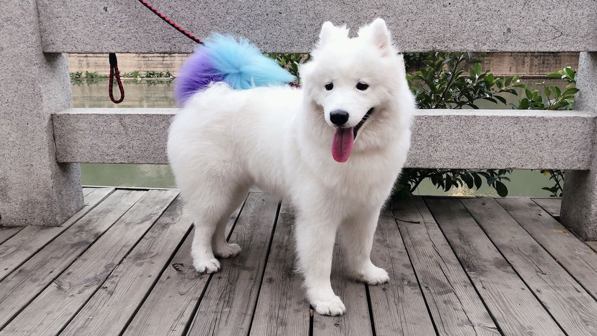 绿茵智慧入侵硬木球场，当勒沃库森的战术DNA在NBA总决赛显形