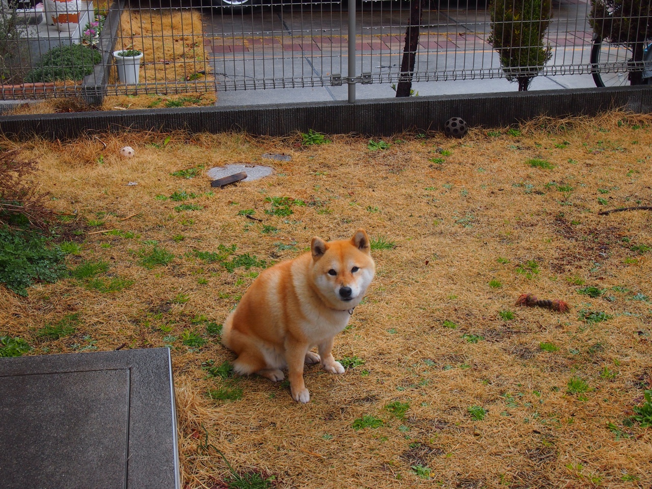 速度与接管,独行侠的NBA闪电战与马克西的欧冠统治力如何重塑篮球世界