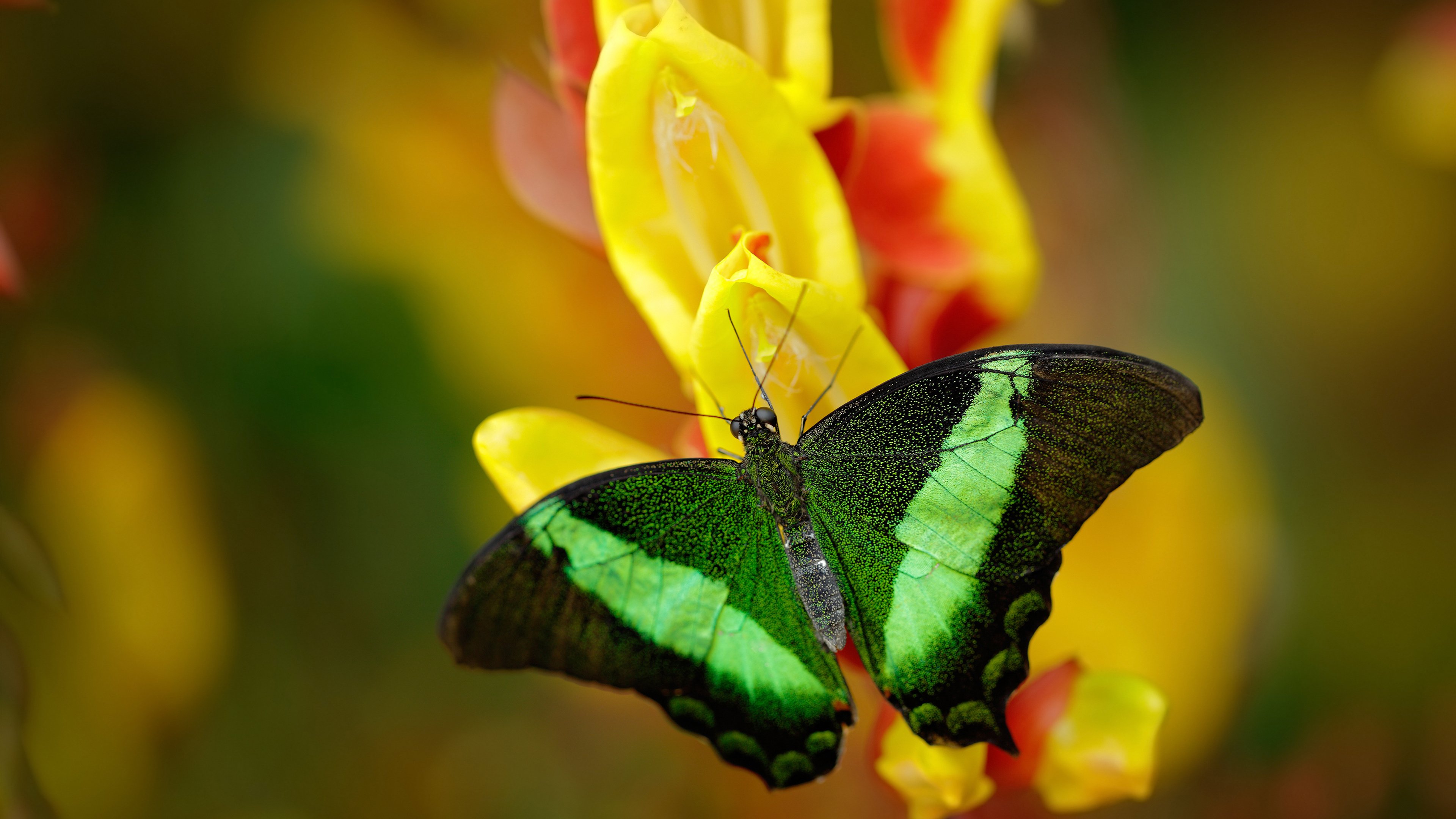 当休城火焰点燃鹏城之夜，杰伦格林50分神迹，骑士式团队决胜深圳