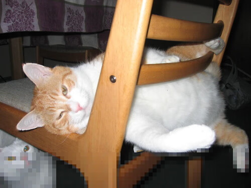 东方壁垒难挡北美风暴，雄鹿以极速与高度打穿广厦，西亚卡姆进攻端真正无人可挡