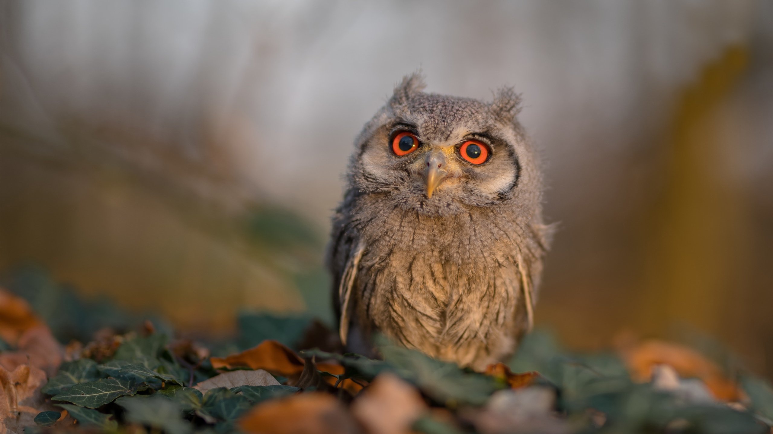 逆转之夜,卡瓦哈尔在F1街道赛上展现的个人能力奇迹