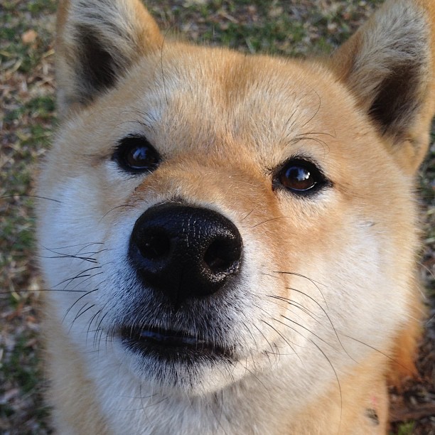 范戴克的艺术,硬仗中教科书式的防守,美国险胜卡塔尔的背后功臣