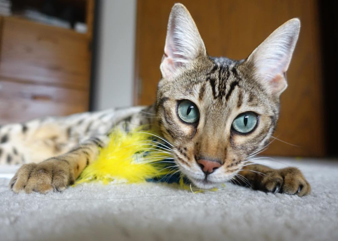 夜袭王座,太极虎生死战撕碎蓝月,卡拉斯科一剑封喉