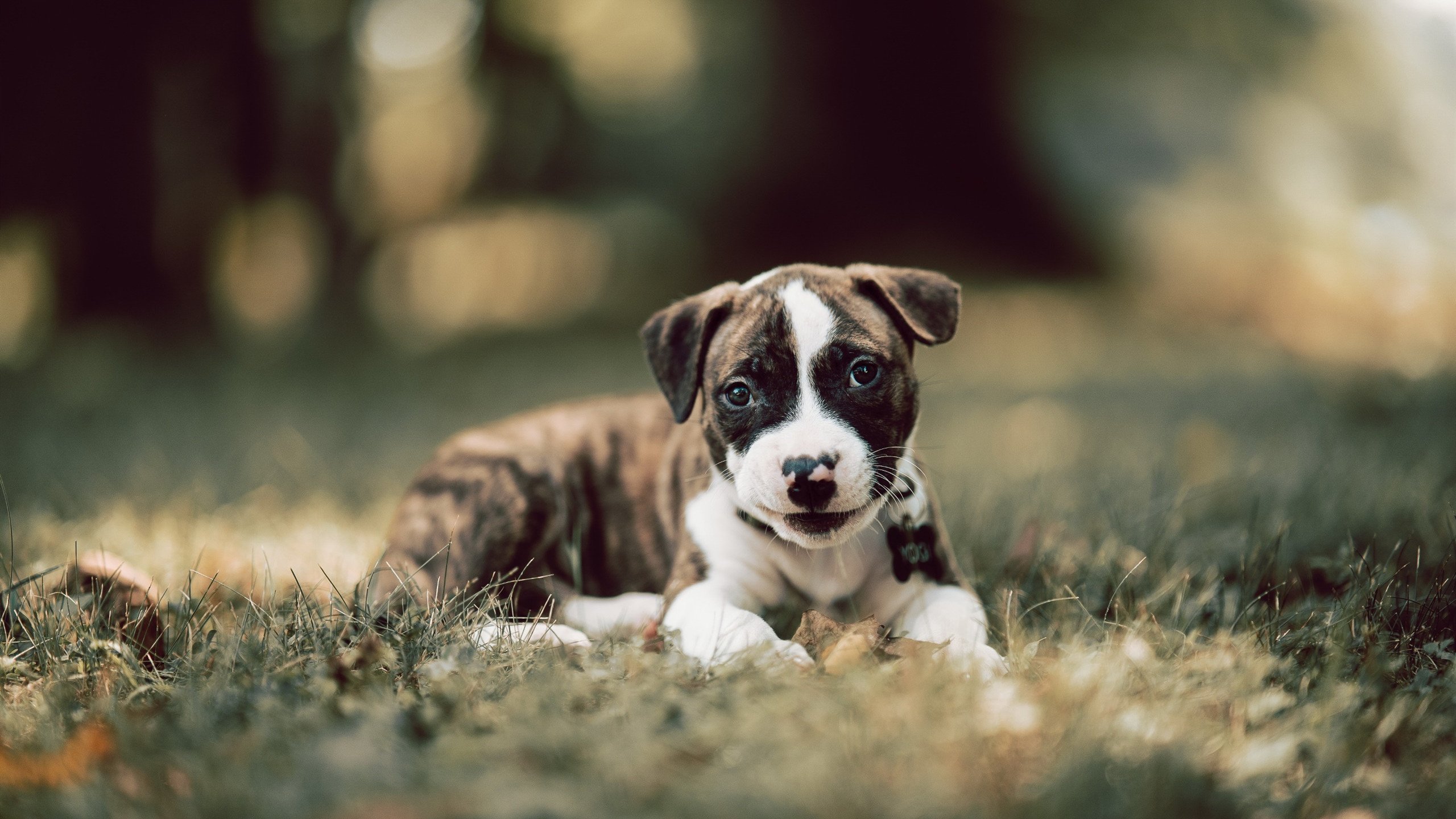 当篮球化为利剑，希腊NBA季后赛式绝杀爱尔兰启示录