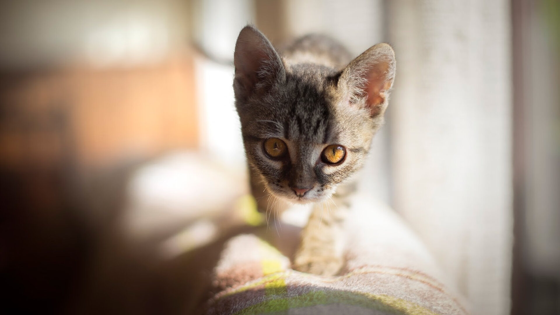 国王降临，布克在意甲焦点战中粉碎骑士接管比赛