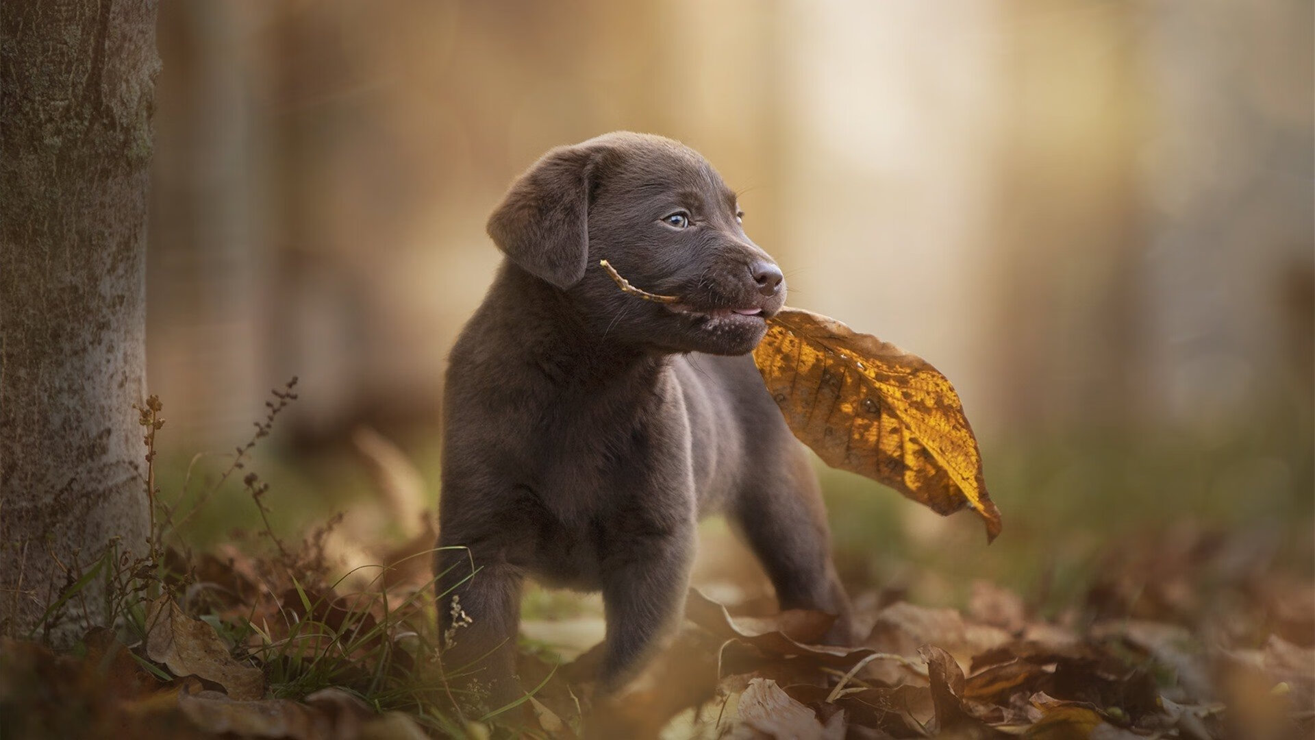 足球圣殿与草根逆袭，当国家德比遇见世纪冷门