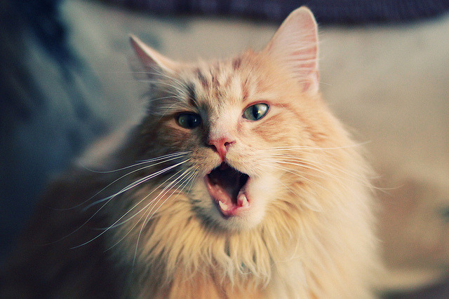 当蓝色鹰翼掠过波斯湾，拉齐奥的意式闪电与拉亚的一战封神