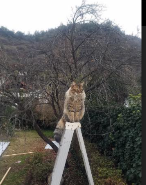 跨越时空的对决,当上海蓝鲸终结开拓者,约基奇在东方写下关键注脚