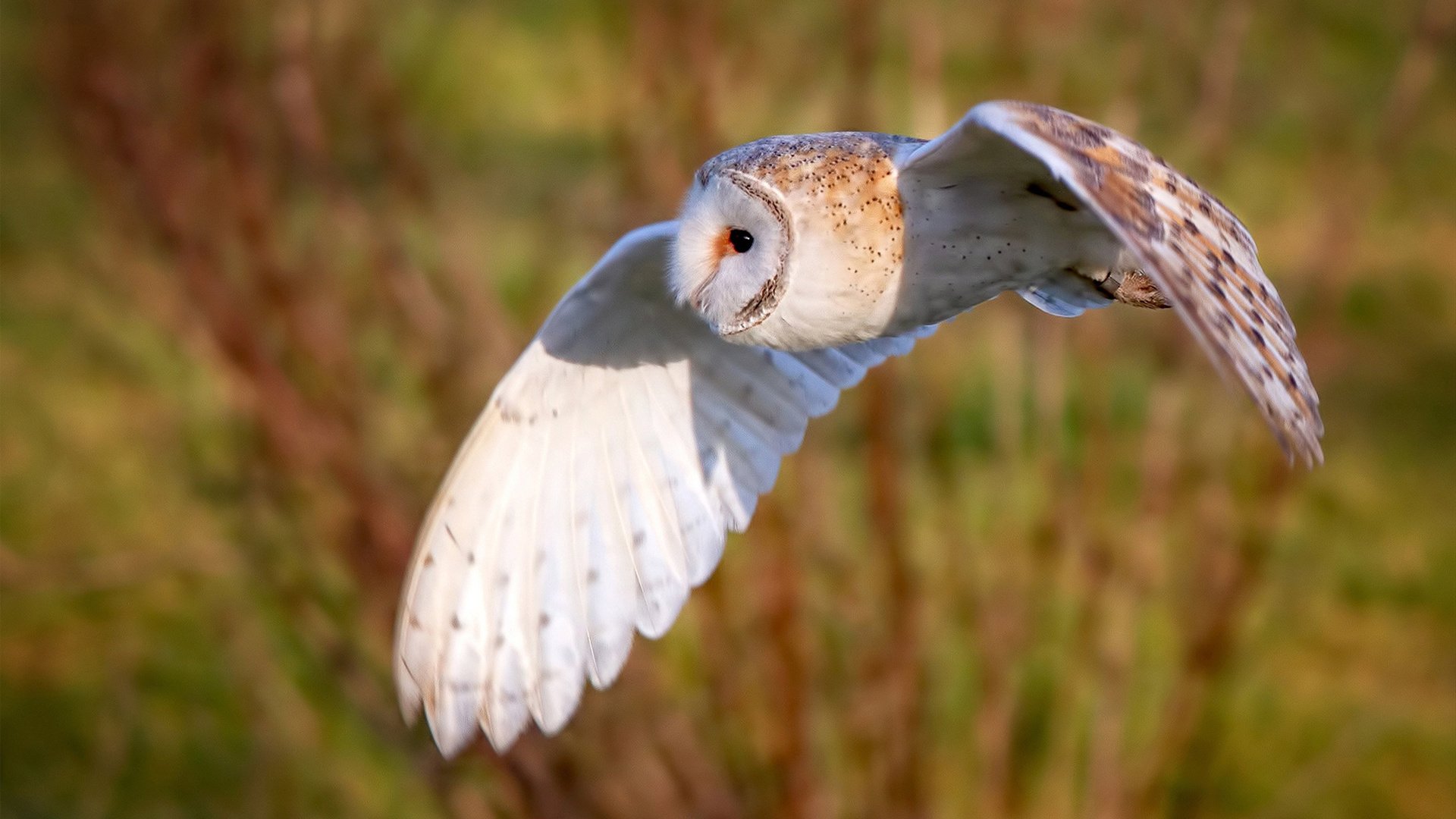 跨界斗士,当伦纳德化身绿茵指挥家的欧冠谜之终场