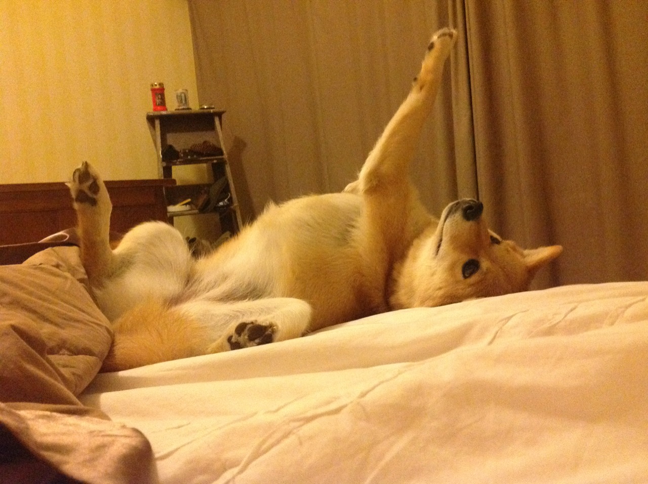 福克斯关键节点连续得分！独行侠轻取魔术锁定关键胜利