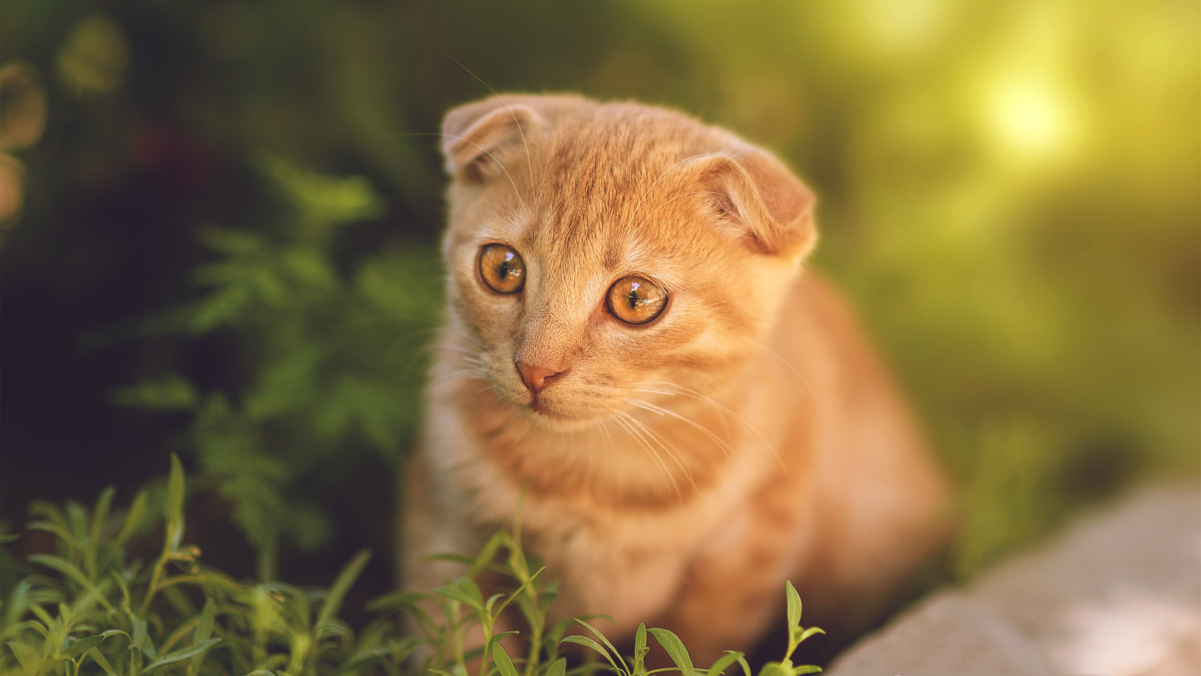 穿越时空的复仇,哥伦比亚拿下秘鲁与凯恩的历史性连续得分