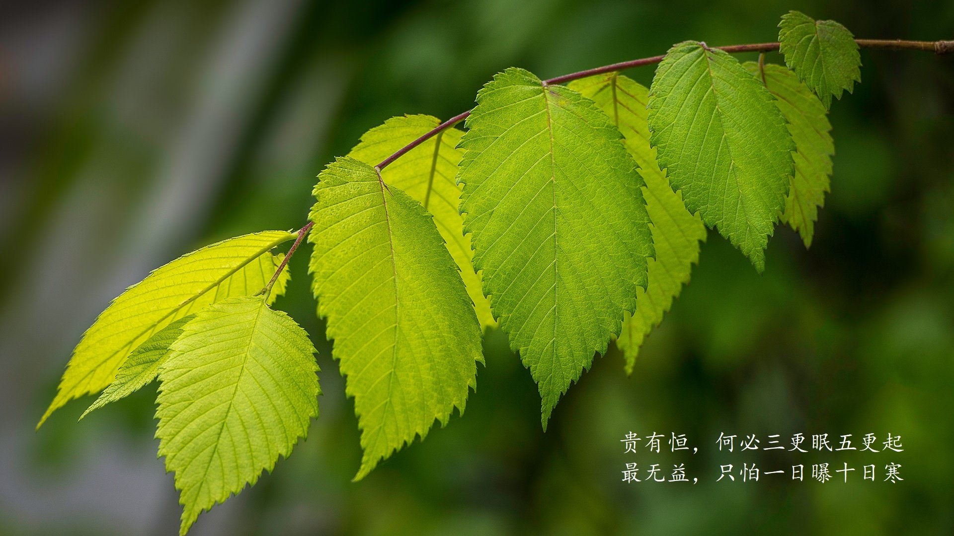 铁幕下的绿茵风暴,2026世界杯E组关键战,乌兹别克斯坦碾压智利,费利克斯执笔亚洲新传奇
