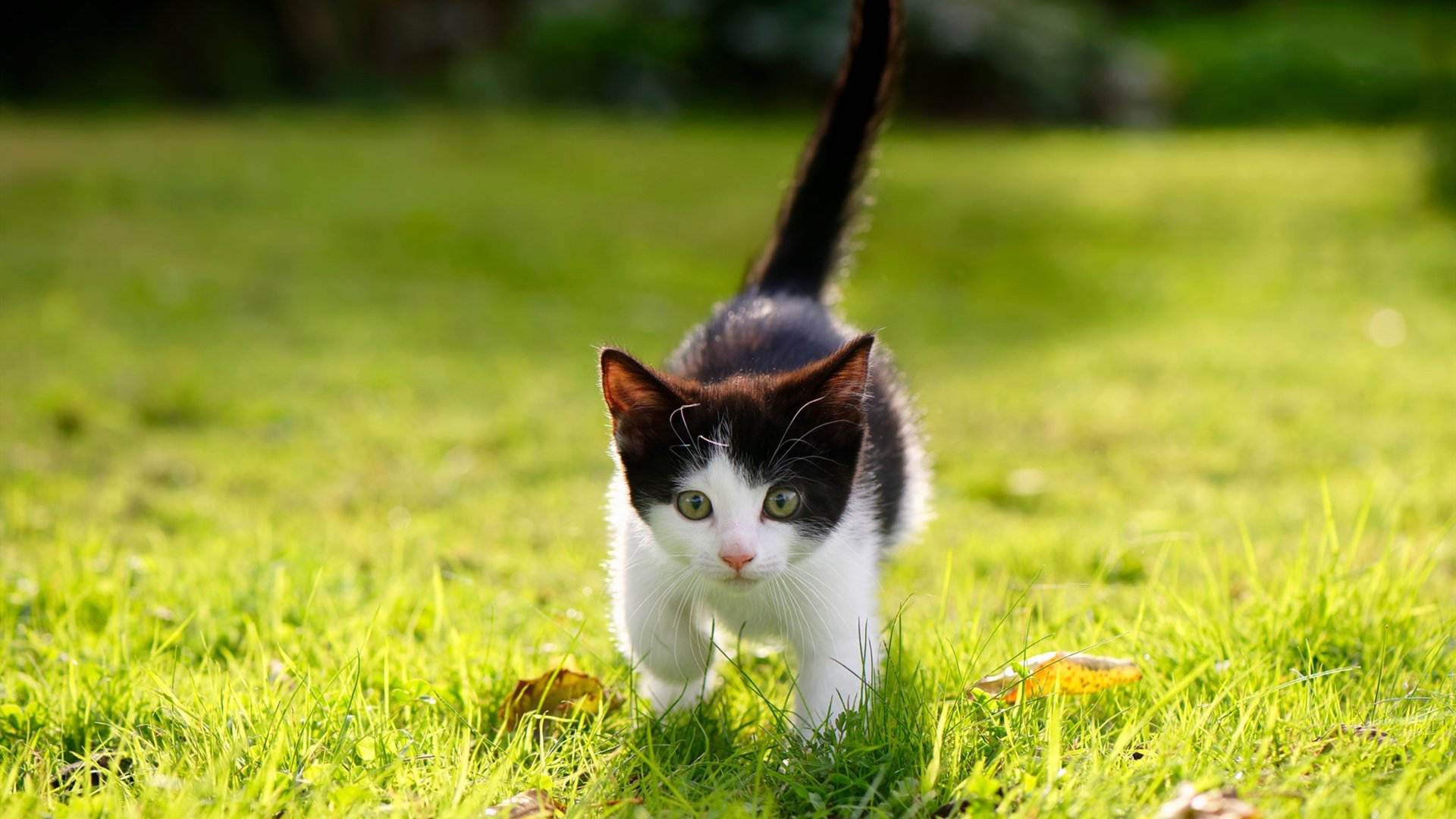 极速风暴,挪威反击利刃刺穿突尼斯,格列兹曼导演2026世界杯淘汰赛经典战